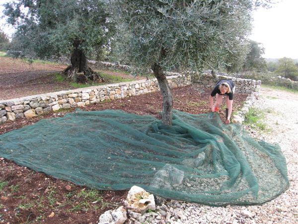 olive net oliwkowa siatka