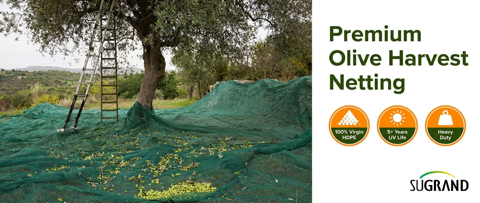 olive net Sieć oliwek