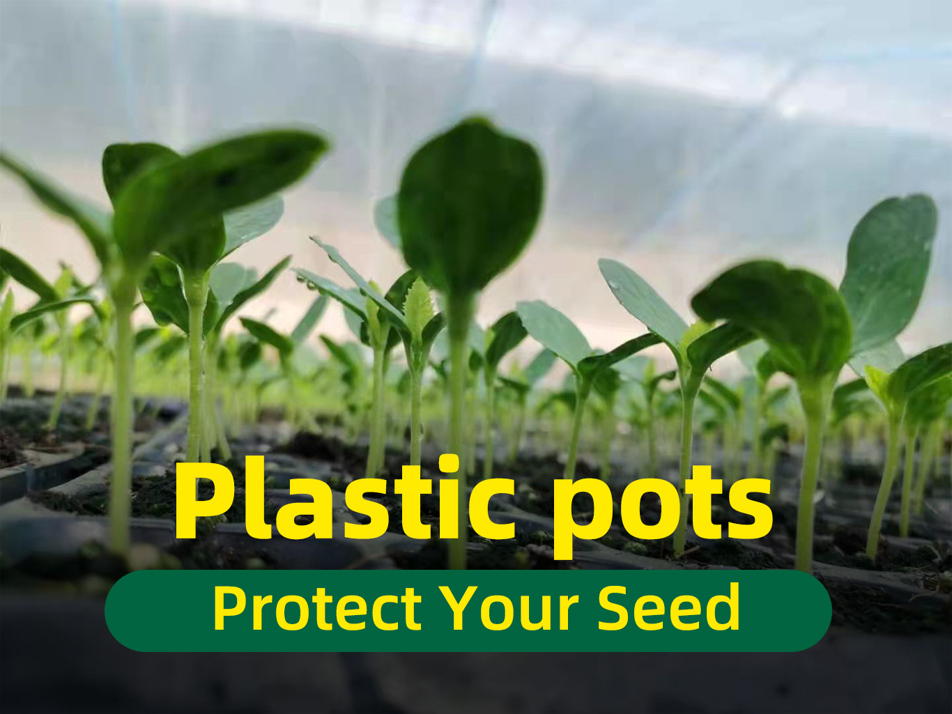 Nursery pot 1 Doniczka do sadzenia 1