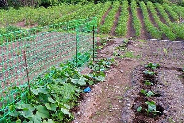 BOP rozciągają siatkę