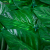 Sztuczne panele trawy plastikowe na ogrodzenie Outdoor Garden Prywatność 