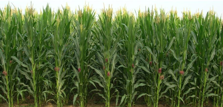 plastikowa siatka rolnicza