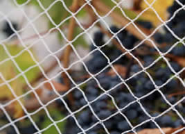 Jak wybrać siatkę siatki ptaków