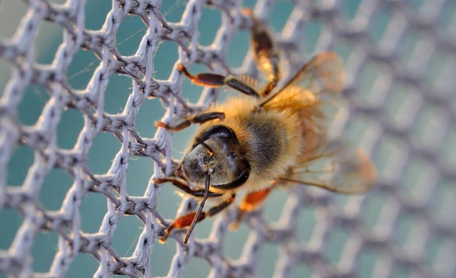 plastikowa siatka na pszczoły