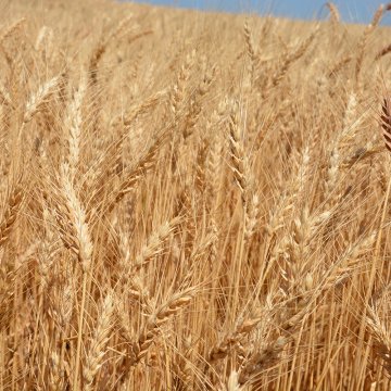 siatka przeciw ptakom