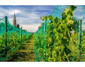 Jak wybrać rozmiar siatki dla siatki przeciw ptakom