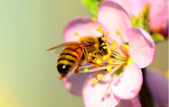 siatka pszcz&oacute;ł