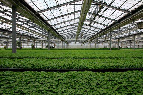 siatka cieniująca do szklarni