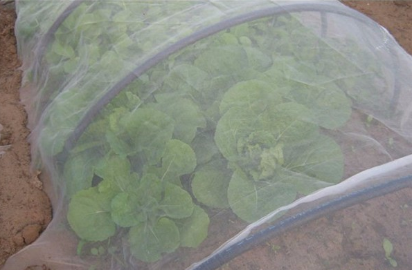 Sieci odporne na owady izoluj szkodniki z warzyw i owoców