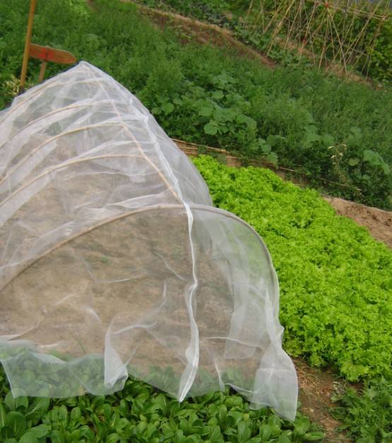 siatka przeciw owadom