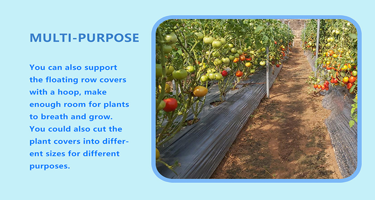 folia ści&oacute;łkowa (8)