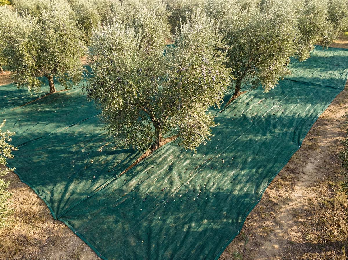 Sieć oliwek
