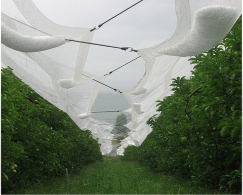 siatka przeciwgradowa na jabłko