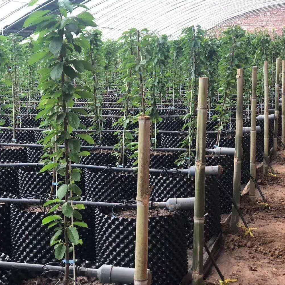 Pojemnik kontrolujący korzeń roślin