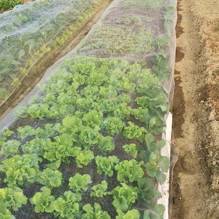 Jaki rozmiar siatki najbardziej pasuje do sieci przeciw owadów?