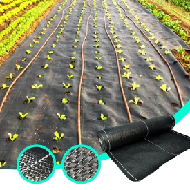 ground cover (2).png