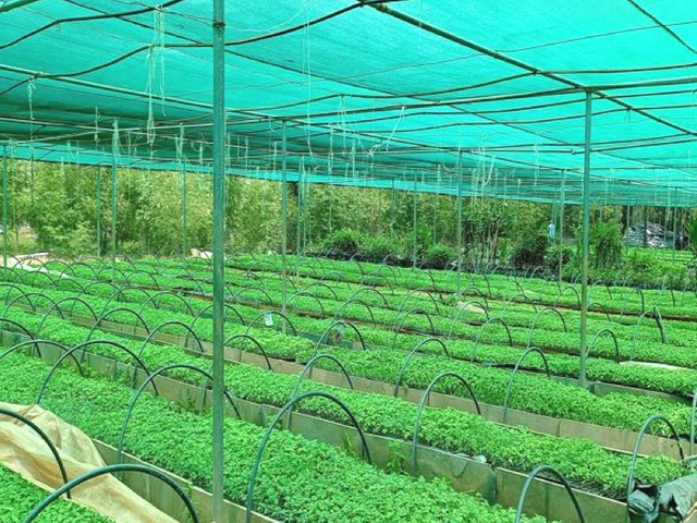 Zielona siatka cieniująca