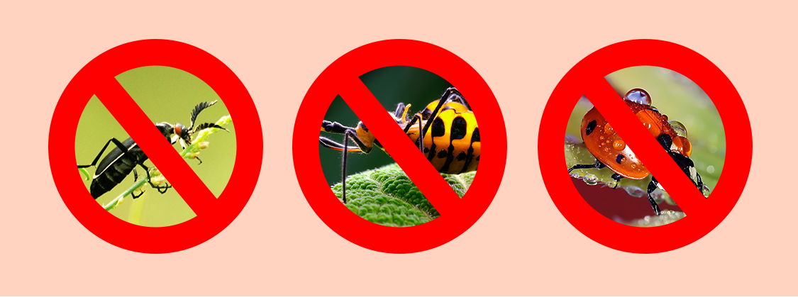 Nawadnianie kropelkowe 5