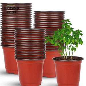 Rozrusznik z nasion ogrodu rośnie rośliny rośliny sadzonki