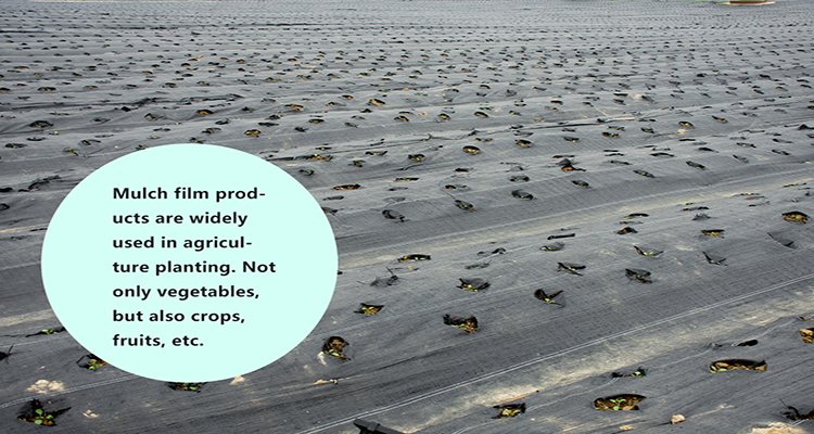 folia ści&oacute;łkowa (6)