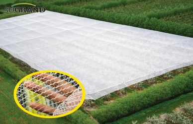 Jak winnice używają sieci przeciw hail do oszczędzania zbiorów