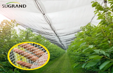 Sieci przeciw hail vs. Sieci cienia: kluczowe różnice i przypadki użycia