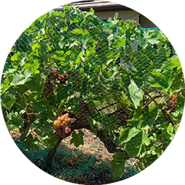 Wytłaczana siatka przeciw ptakom