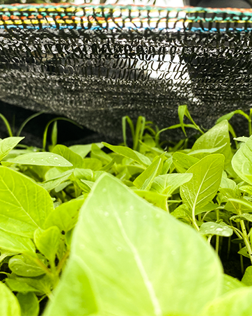 Szaja Sieć odcienia