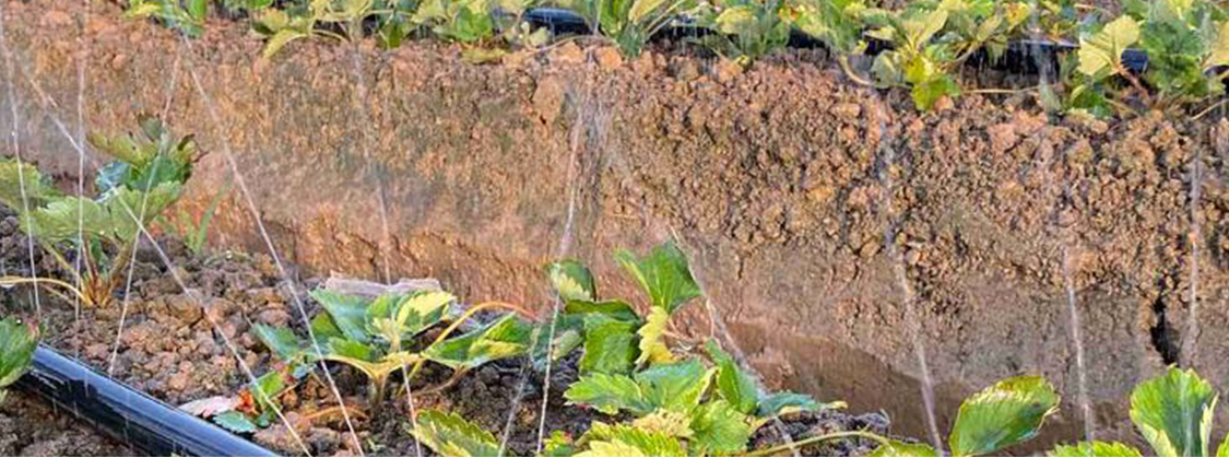 Nawadnianie kropelkowe 4