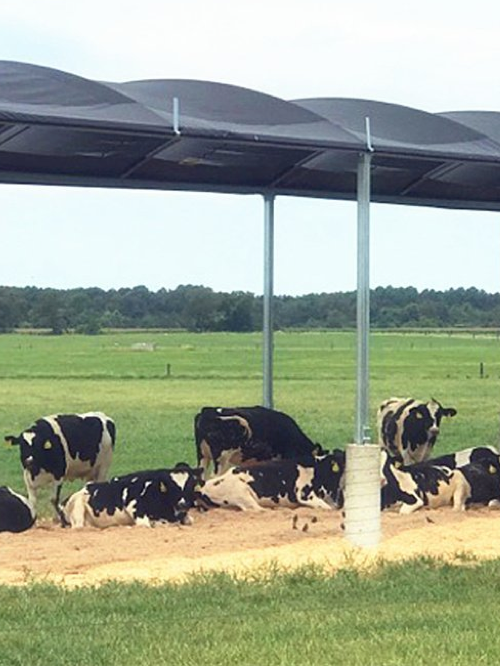 Sieć cienia rolnictwa