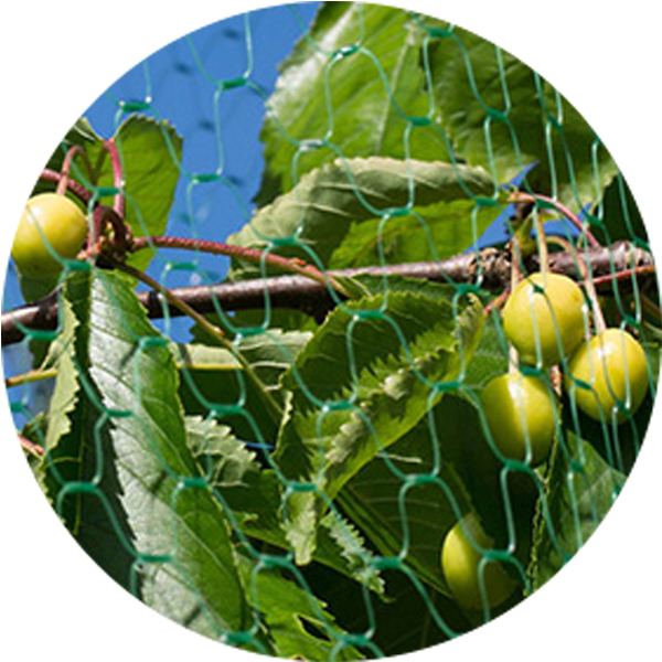 Producent netto przeciw ptakom