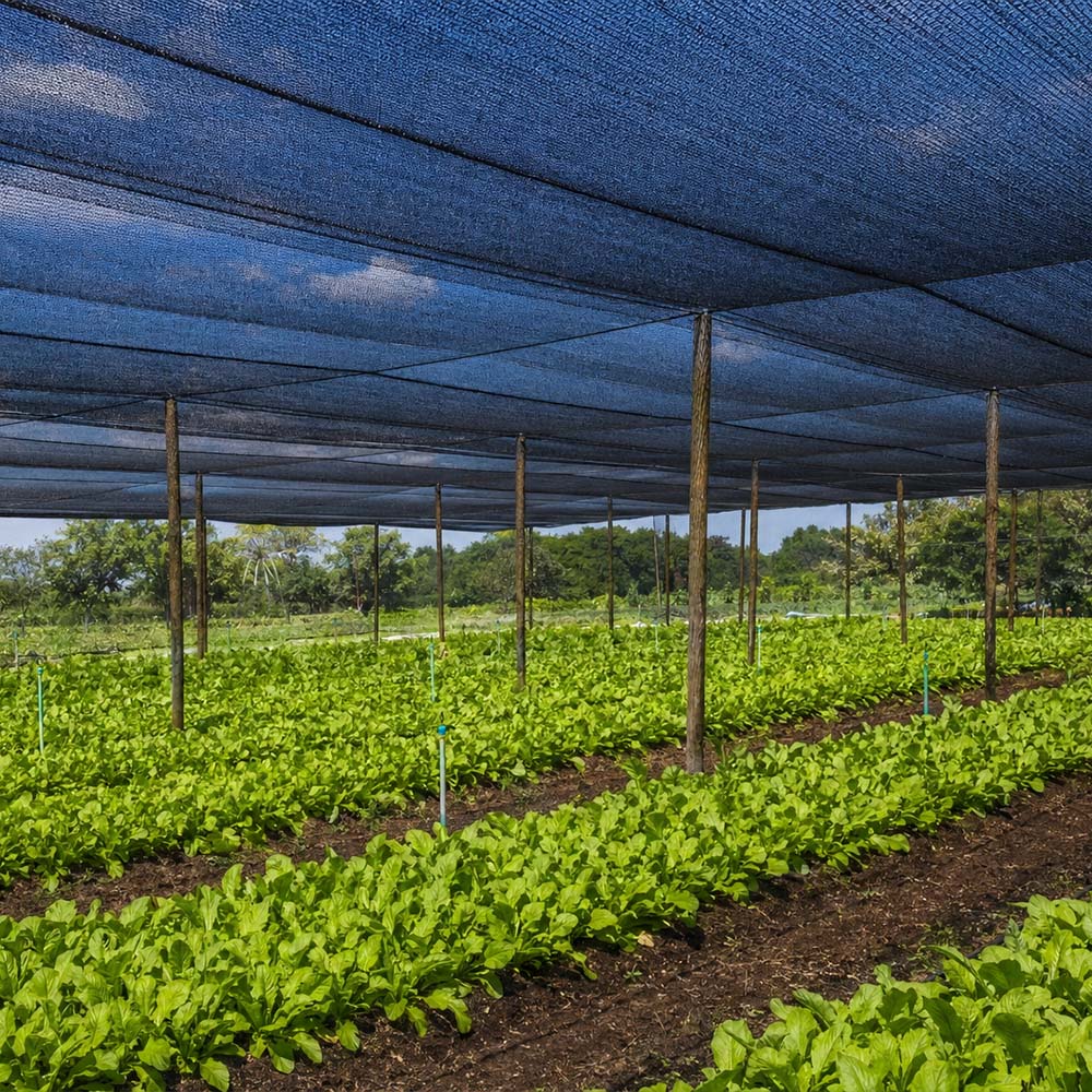 Jak chronić uprawy podczas wysokich temperatur w Europie?