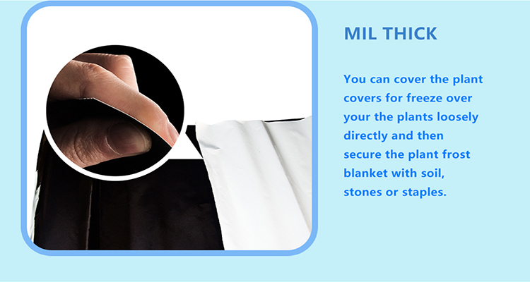 folia ści&oacute;łkowa (7)