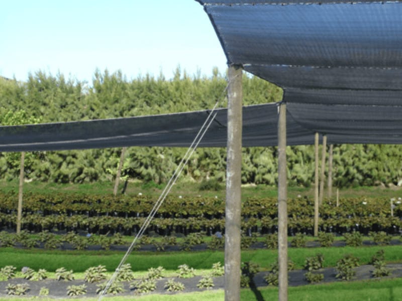 Zielona siatka dla ogrodu