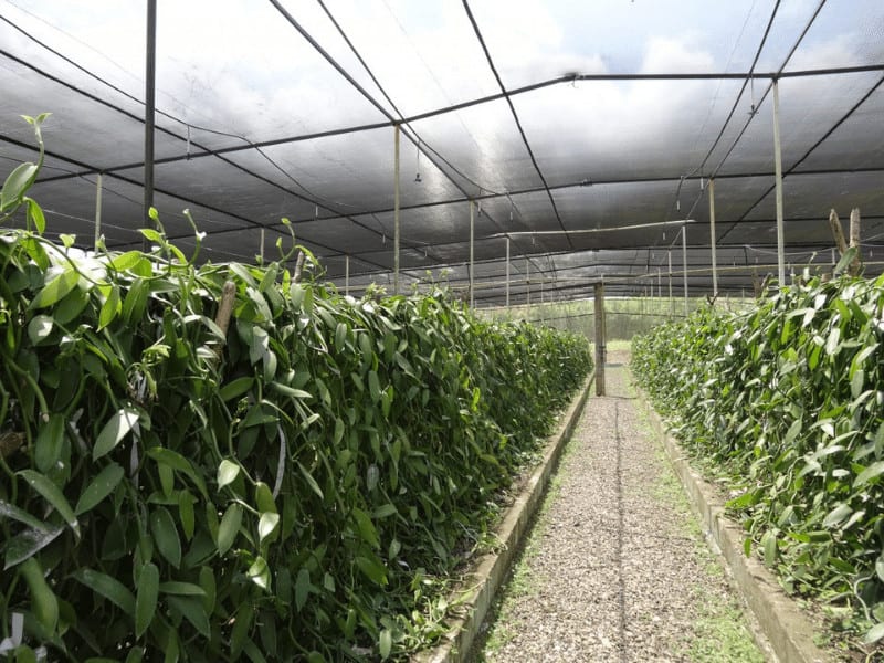 Sieć cienia rolnictwa