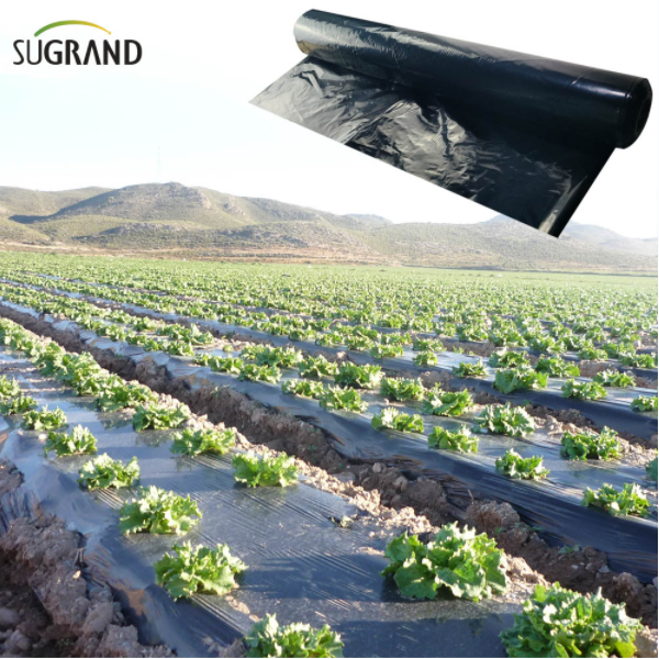 Korzyści z filmu ściółki w szklarniach